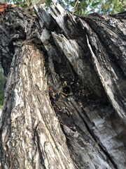 Nannotrigona perilampoides