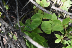 Vaccinium membranaceum