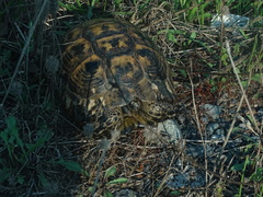 Testudo graeca ibera