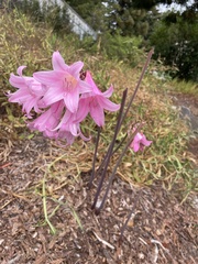 Amaryllis belladonna