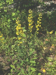Solidago hispida