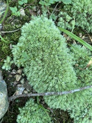 Leucobryum