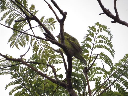 African Citril (Crithagra citrinelloides), photo 6