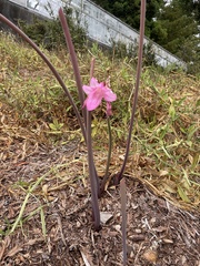 Amaryllis belladonna