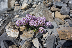 Noccaea rotundifolia