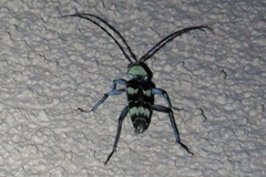 Megacyllene antennata