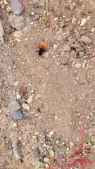 Dasymutilla magnifica