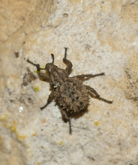 Brachycerus