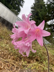 Amaryllis belladonna
