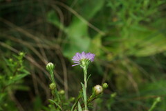 Symphyotrichum × versicolor