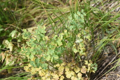 Thalictrum occidentale
