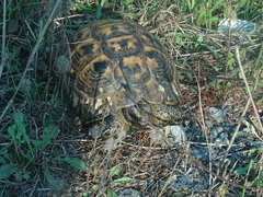 Testudo graeca ibera