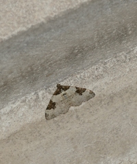 Xanthorhoe fluctuata