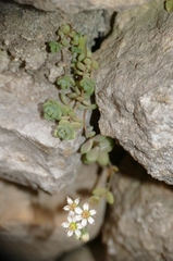Sedum dasyphyllum