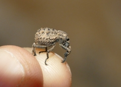Brachycerus