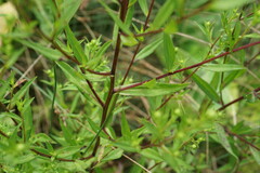 Symphyotrichum × versicolor