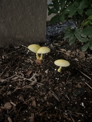Leucocoprinus