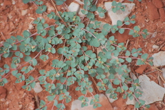 Euphorbia fendleri
