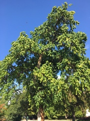 Maclura pomifera