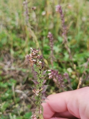 Odontites vulgaris