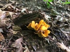 Cantharellus flavolateritius
