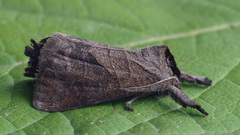 Clostera anastomosis