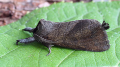 Clostera anastomosis