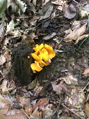 Cantharellus flavolateritius