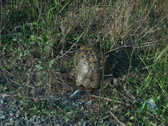 Testudo graeca ibera