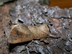 Clostera anastomosis