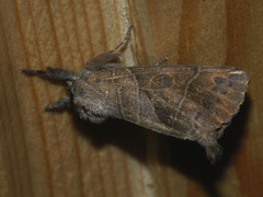 Clostera anastomosis