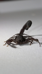 Tityus metuendus