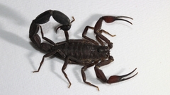 Tityus metuendus