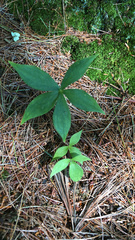 Medeola virginiana