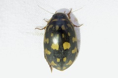 Thermonectus marmoratus