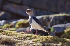 Vanellus resplendens