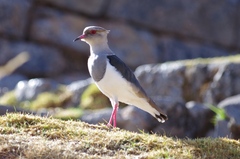 Vanellus resplendens