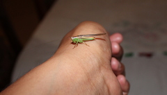 Conocephalus magdalenae