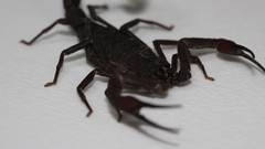 Tityus metuendus