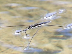 Aquarius conformis