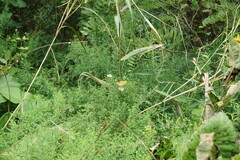 Symphyotrichum × versicolor