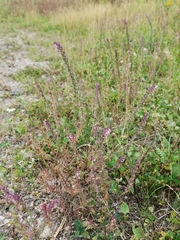Odontites vulgaris