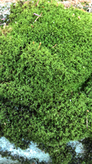 Dicranum montanum