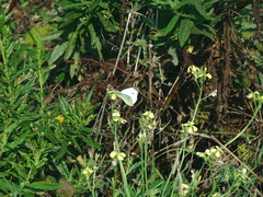 Pierinae
