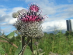 Arctium tomentosum