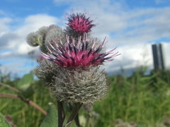 Arctium tomentosum
