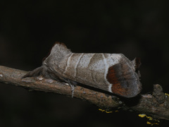 Clostera curtula
