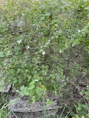 Symphoricarpos rotundifolius