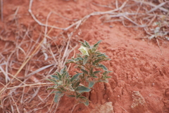 Chamaesaracha sordida