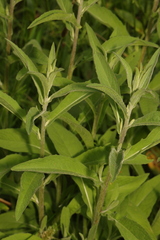 Centaurea nigra